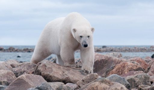 Hudson Bay