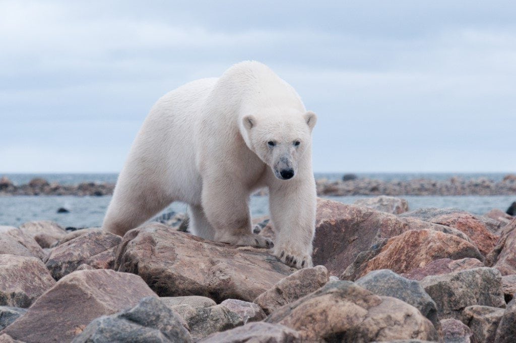 Hudson Bay