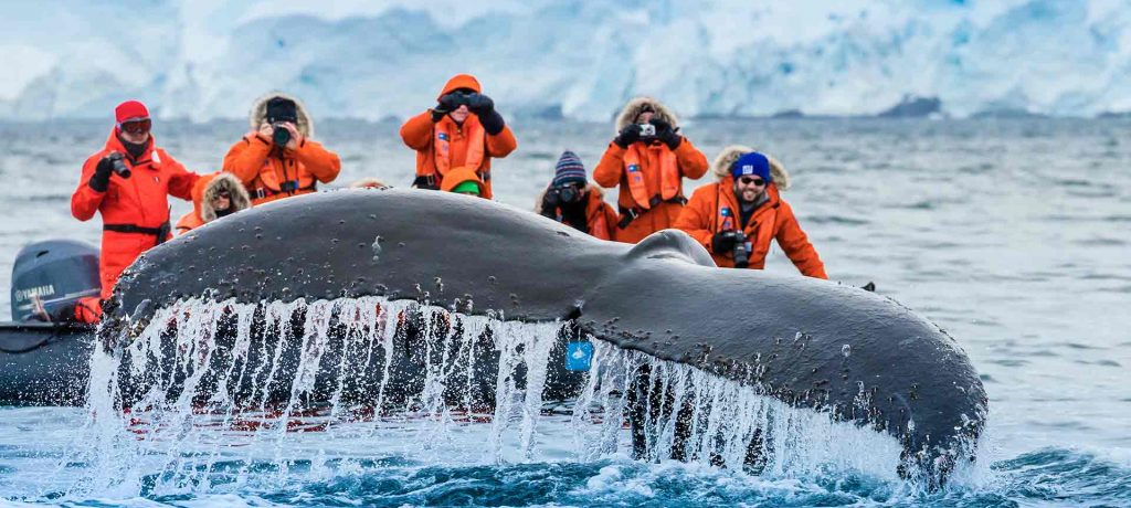 Beste tijd Antarctica walvissen, Exclusieve National Geographic Antarctica