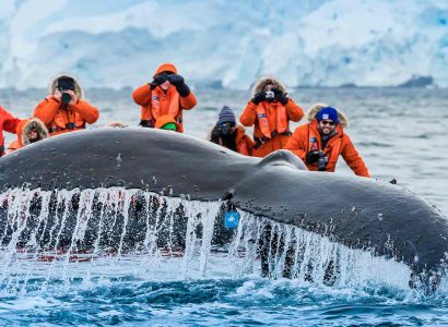 Beste tijd Antarctica walvissen