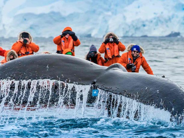 Beste tijd Antarctica walvissen, Exclusieve National Geographic Antarctica