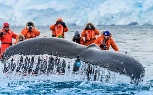 Beste tijd Antarctica walvissen, Exclusieve National Geographic Antarctica