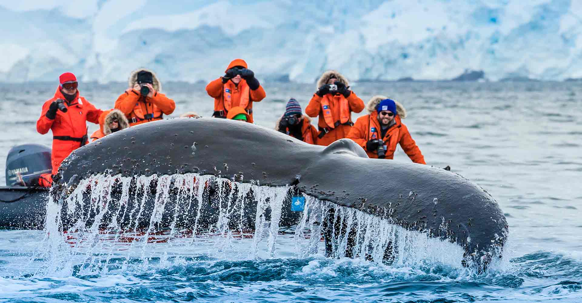 Beste tijd Antarctica walvissen, Exclusieve National Geographic Antarctica