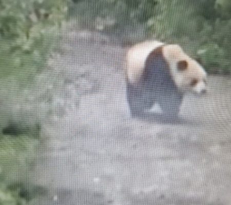 Panda beer,Wild Panda Reserve, China