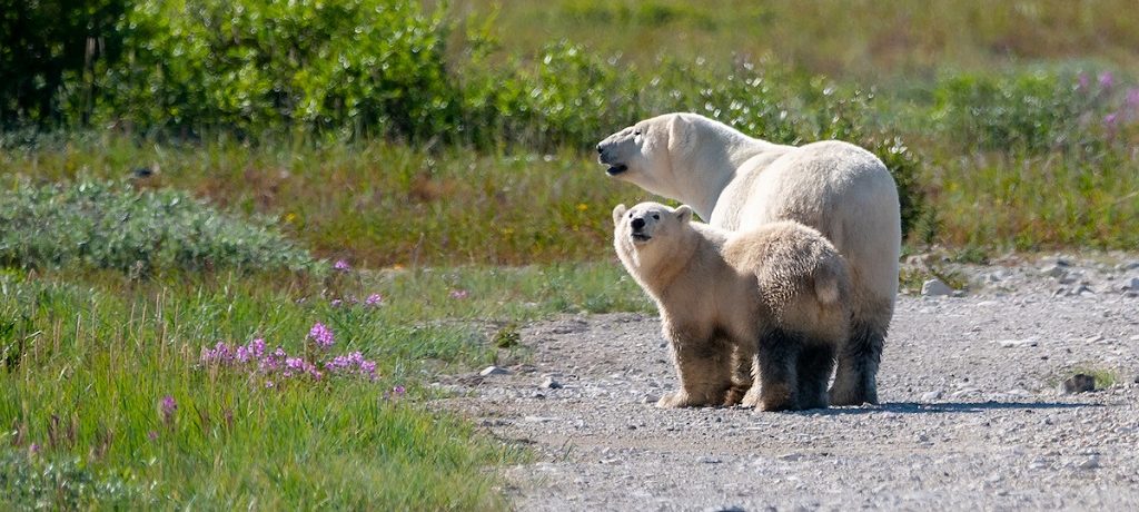 IJsbeer, Churchill, Arctisch Canada - Frontiers North