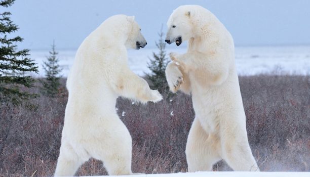 Bears Sparring - Courtesy of Churchill Wild - Photo by Ian Johnson