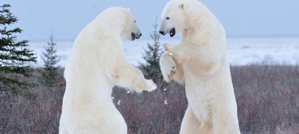 Bears Sparring - Courtesy of Churchill Wild - Photo by Ian Johnson