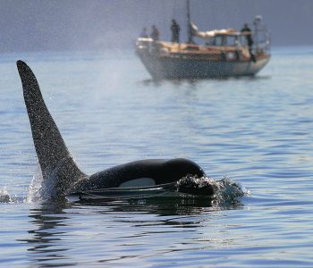 Orka