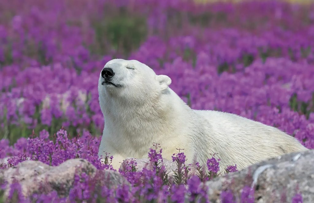 Fireweed Island ijsberen en belugas