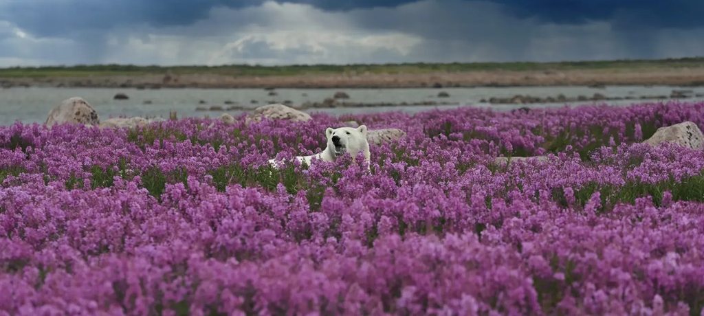 Fireweed Island