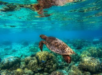 Snorkel met zeeschildpad