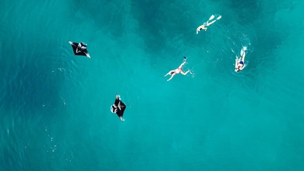 Snorkel cruise mantaroggen