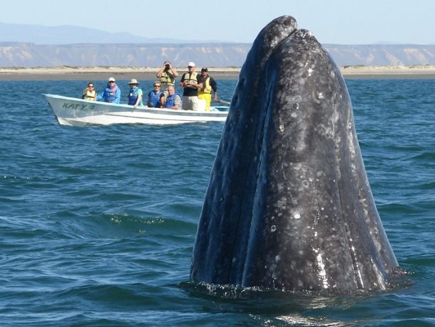 Grijze walvis, Baja California, Mexico - Nathab