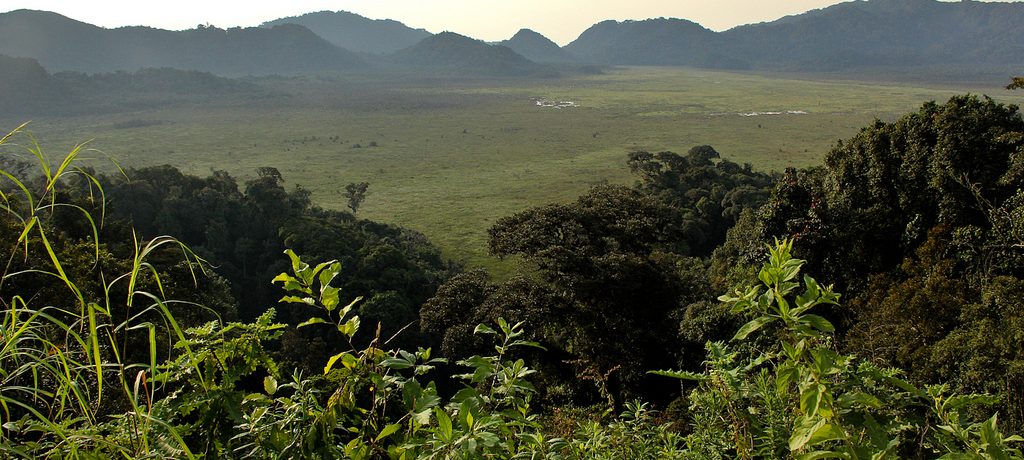 Nyungwe Forest