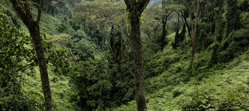 Nyungwe Forest