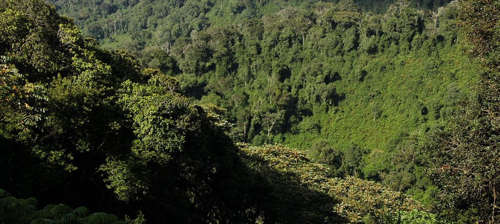 Nyungwe Forest