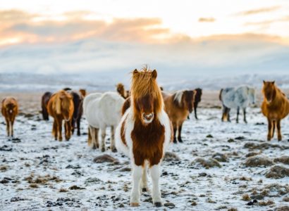 Paardrijden op IJsland