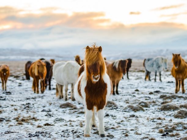 Paardrijden op IJsland