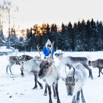Sapmi Nature Camp, copy of reindeer activity, Zweeds Lapland, Zweden