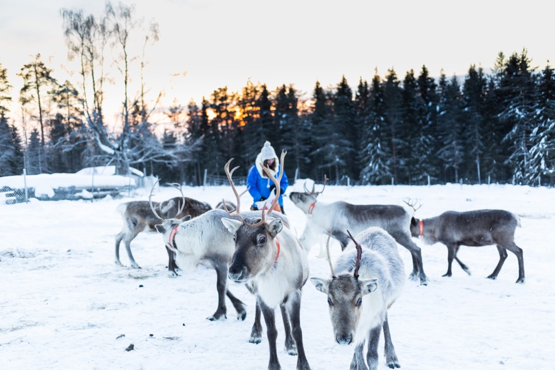 Sapmi Nature Camp, copy of reindeer activity, Zweeds Lapland, Zweden