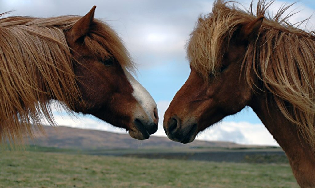 IJslandse paarden