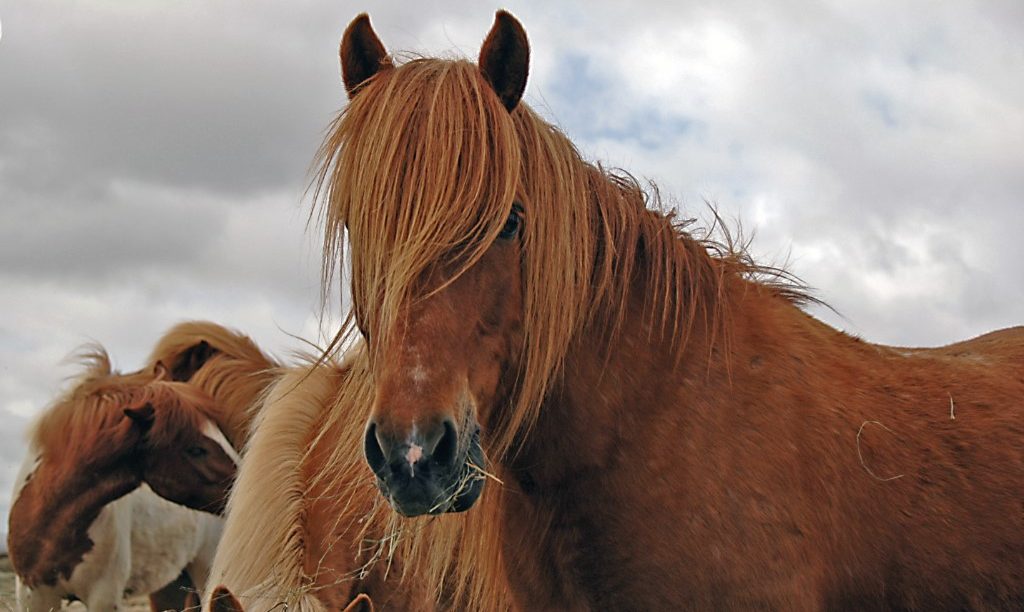 IJslandse paarden