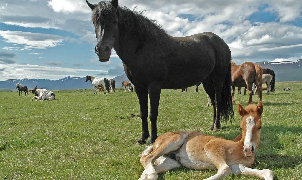 IJslandse paarden