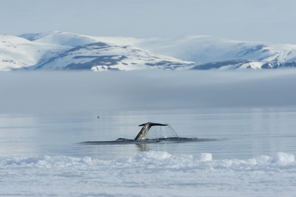 Baffin Island