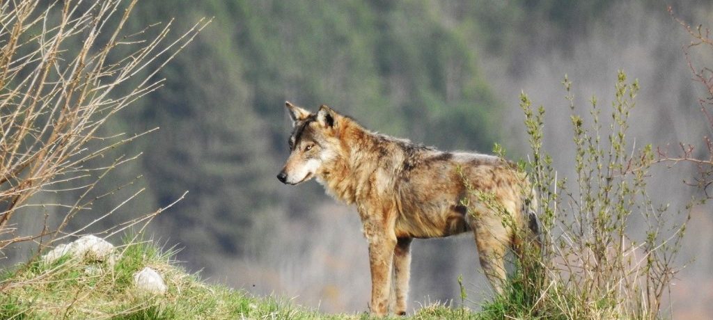 Beren & wolven, Abruzzen National Park, Italië