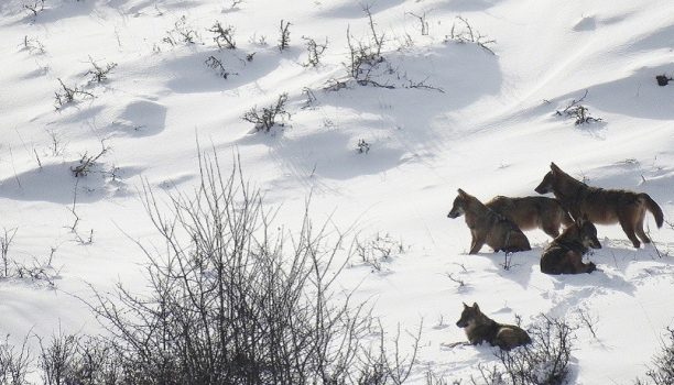 Beren & wolven, Abruzzen National Park, Italië
