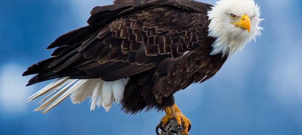 Katmai National Park & Preserve, Alaska - NatHab Zeearend