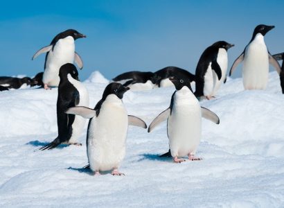 Adélie pinguïn, Veel gestelde vragen over Antarctica