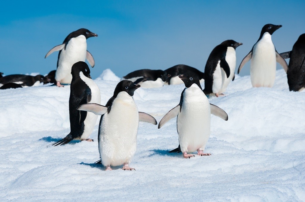 Adélie pinguïn, Veel gestelde vragen over Antarctica