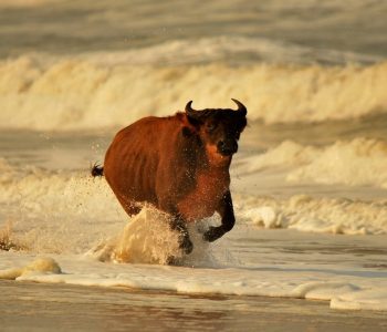 Loango en Pongara National Park reis