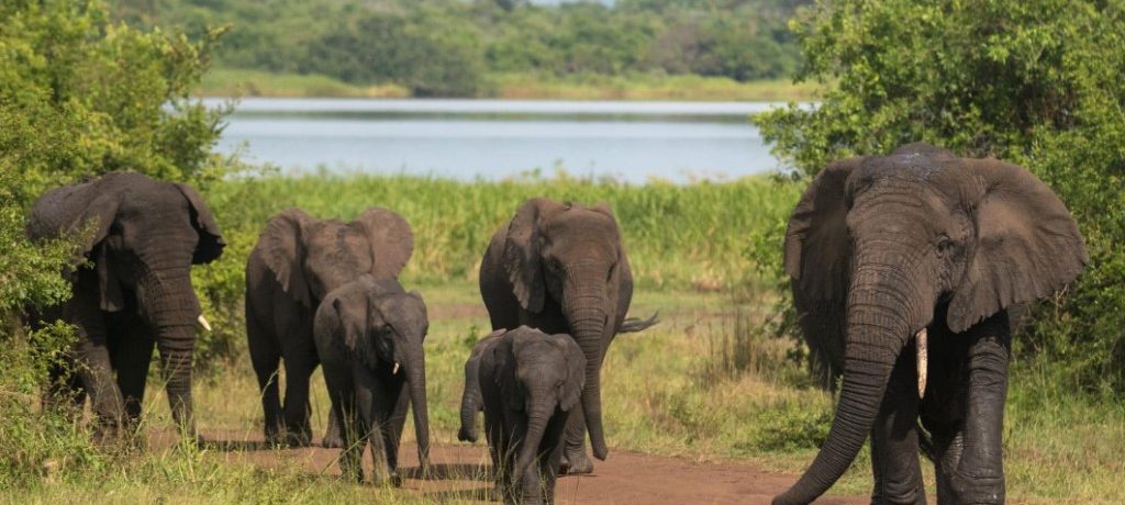 Akagera National Park, Rwanda