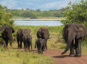 Akagera National Park, Rwanda