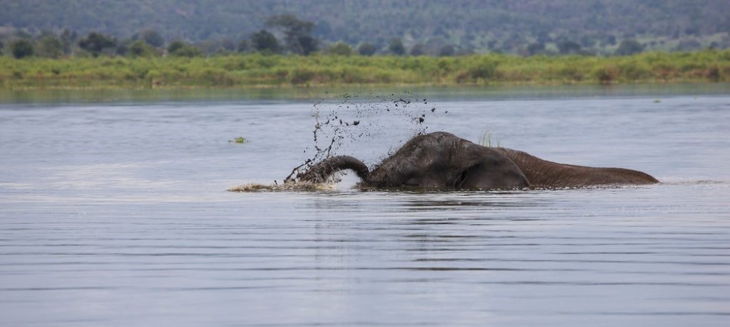 Olifant Akagera