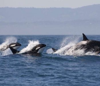 Orka excursie