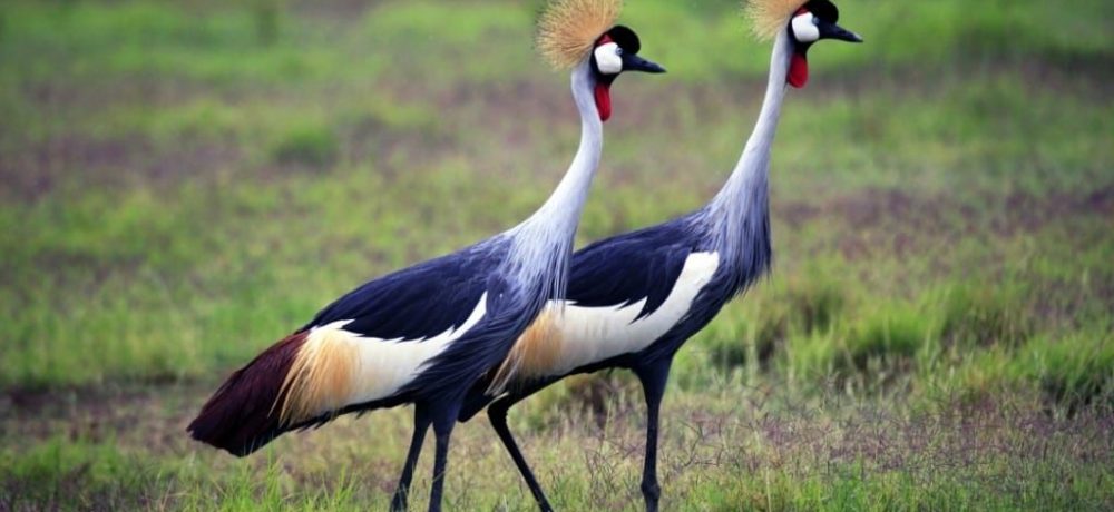 Amboseli National Park