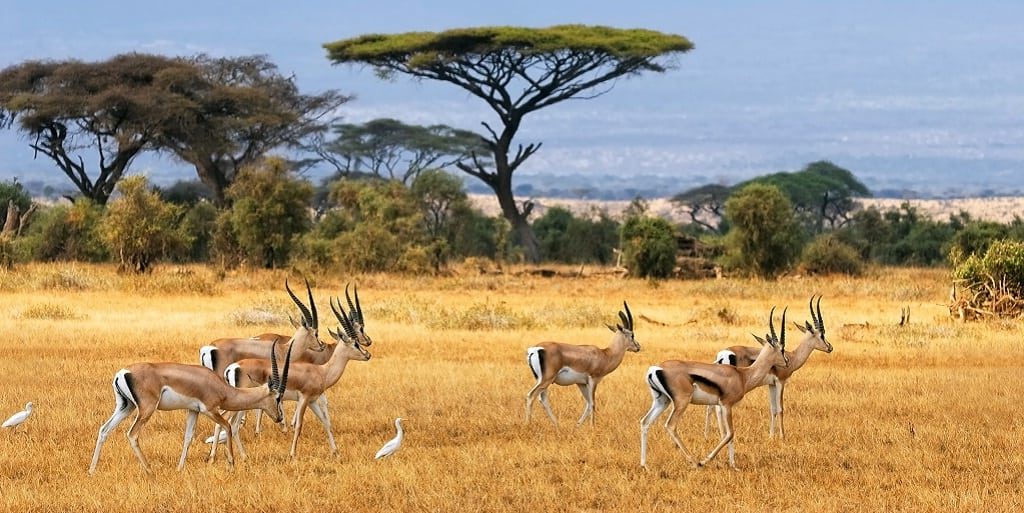 Amboseli National Park