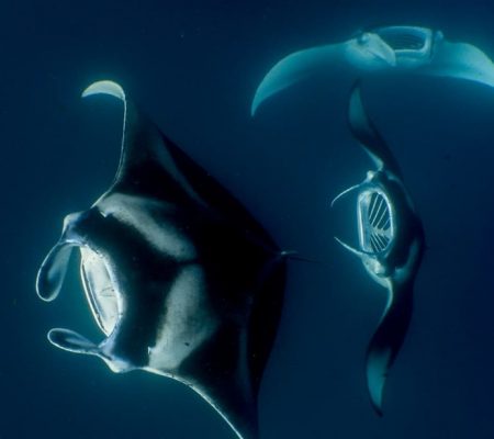 Mantaroggen