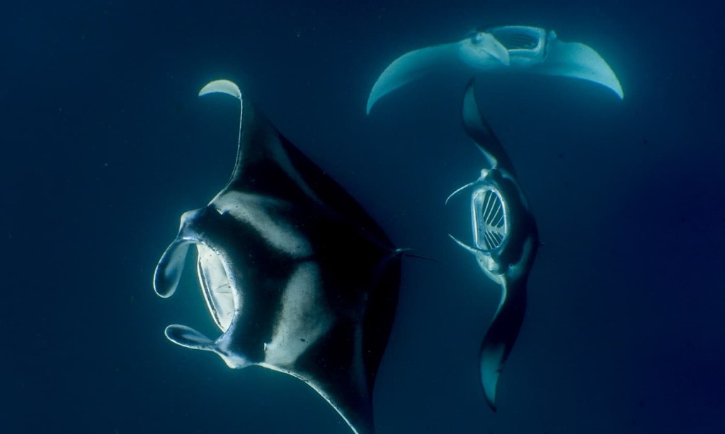 Mantaroggen