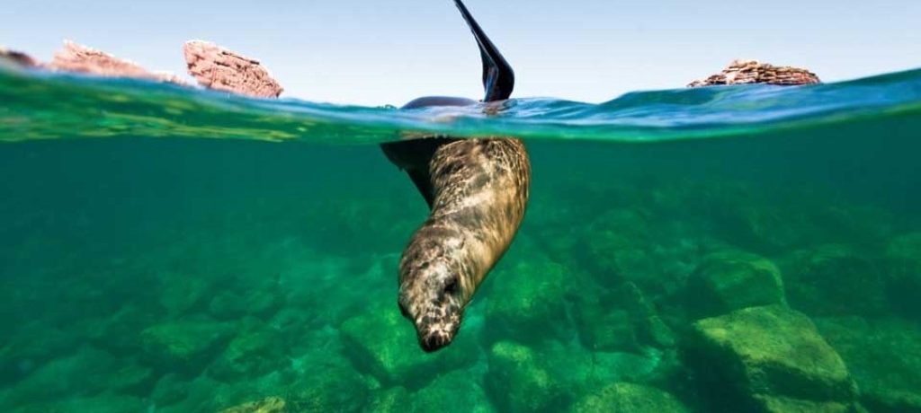 Snorkel met nieuwsgierige zeeleeuwen, Baja California