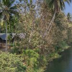 Amritara Riverside Luxury Tents