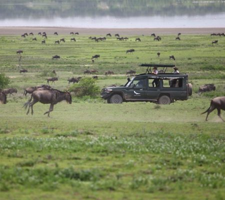 Game drive