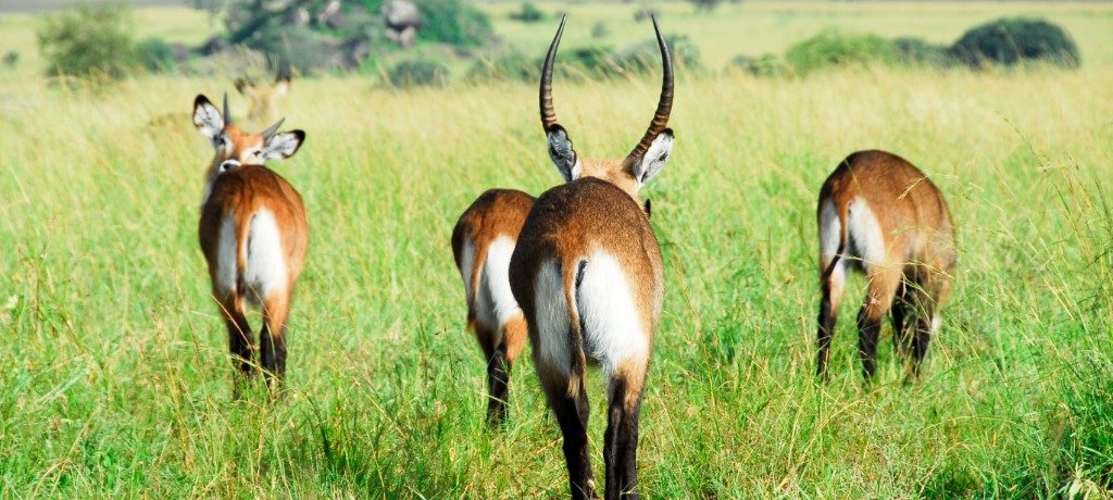 Antilope, Kidepo Valley, Oeganda - Shutterstock