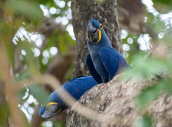 Araras in de Pantanal