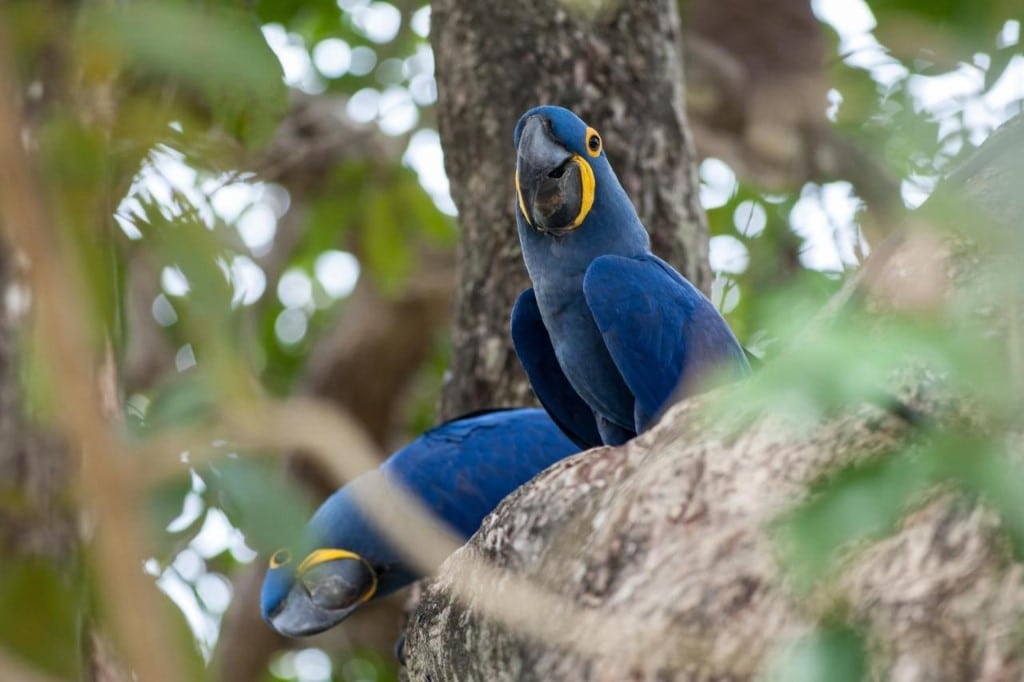 Araras in de Pantanal