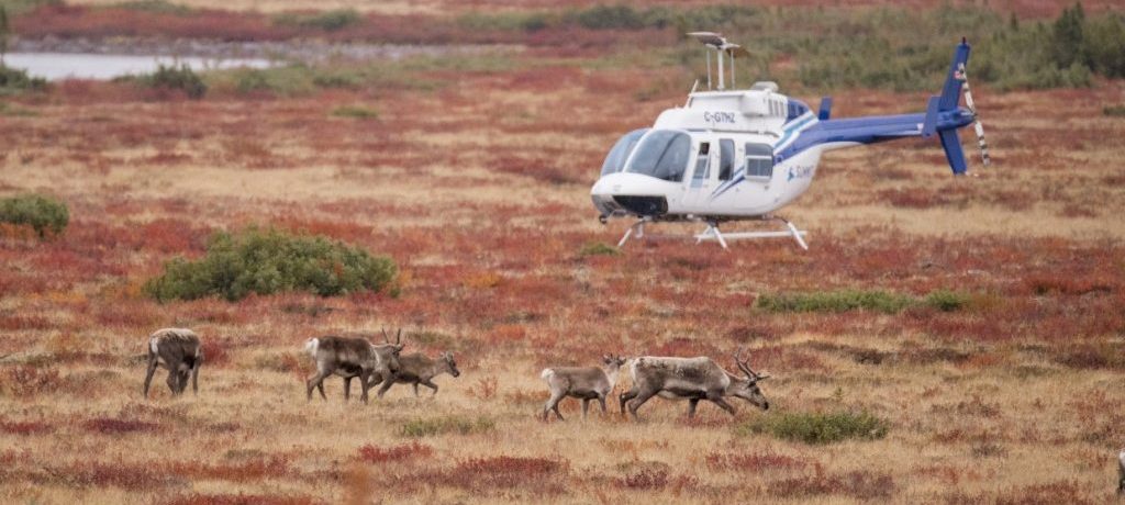 Arctic Canada rendier migratie