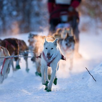 Excursies, Huskysafari